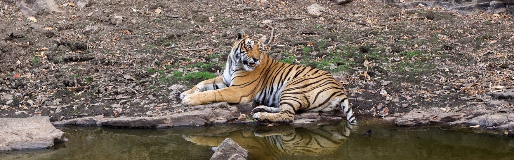 goldentrianglewithranthambore