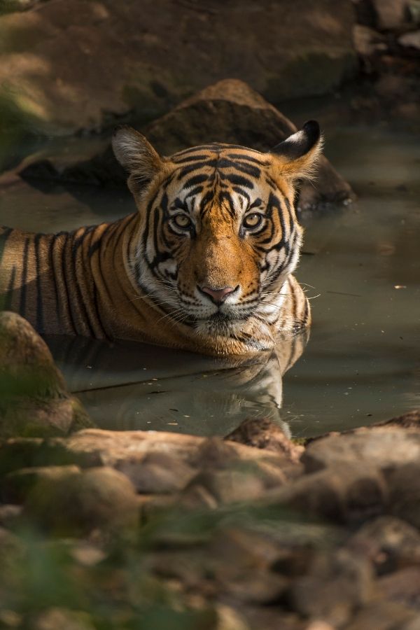 ranthambore